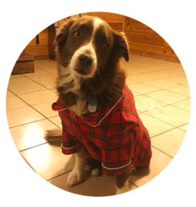 Dog in Christmas Outfit